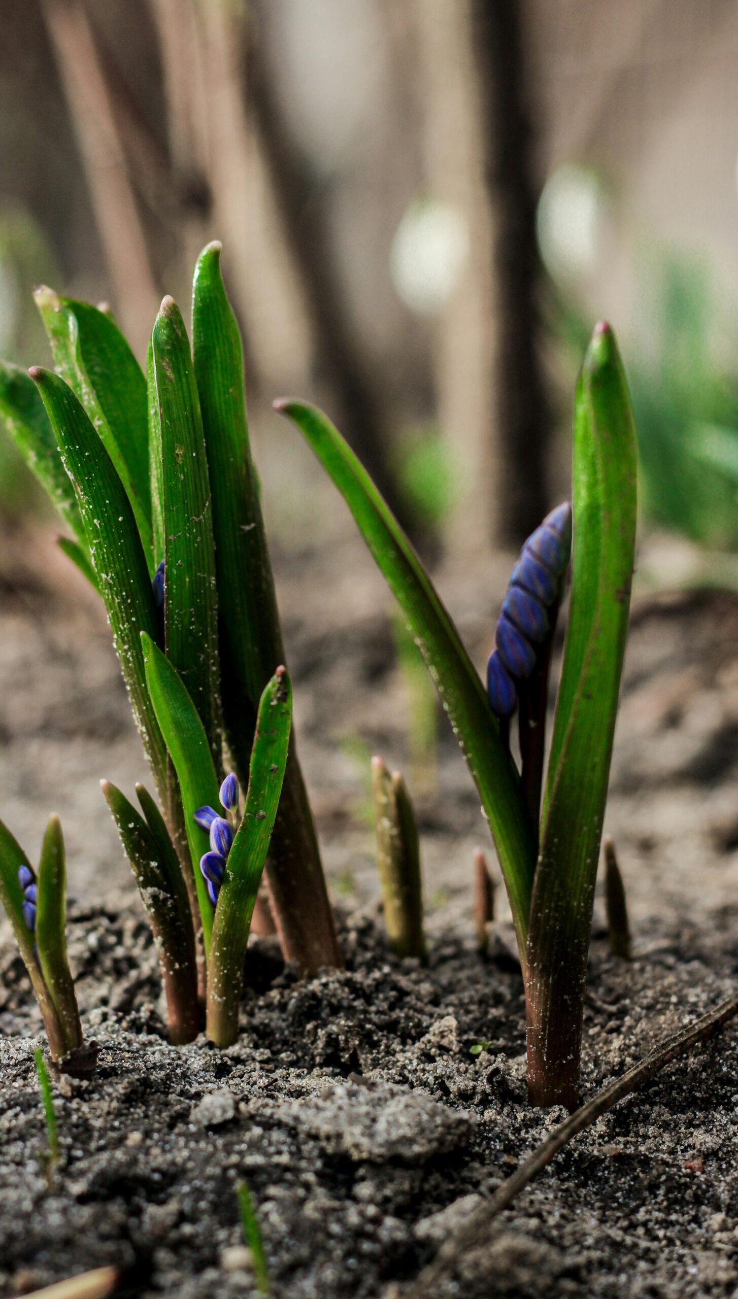 Close-up of bluebell flower sprouts emerging from soil in early spring, showcasing natural growth.